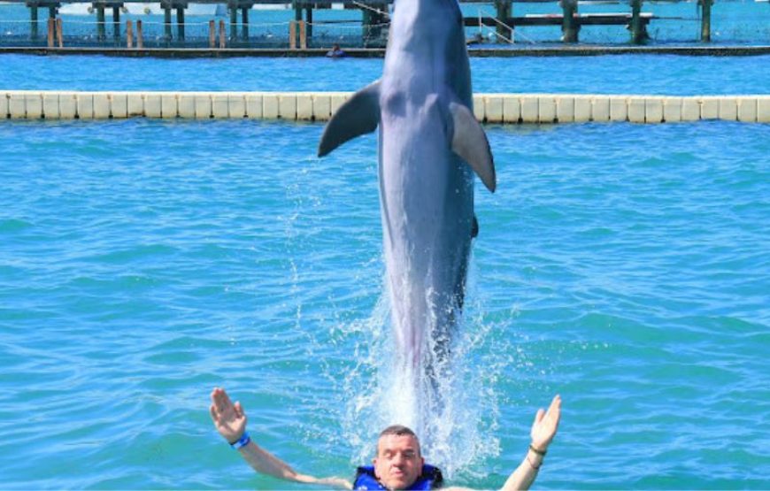 Dolphin Explorer