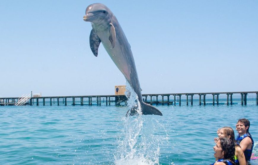 Dolphin Explorer