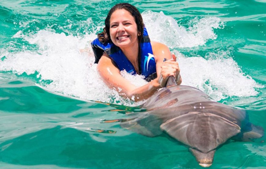 Dolphin Explorer