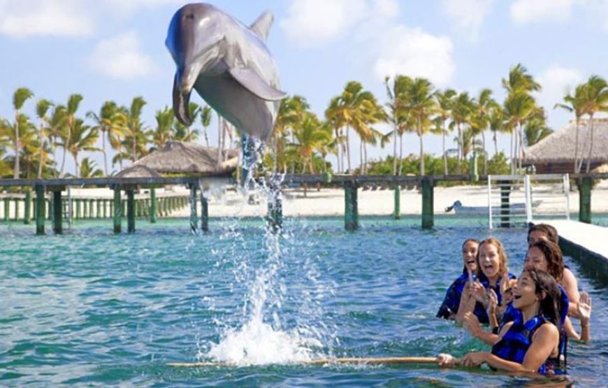 Dolphin Explorer