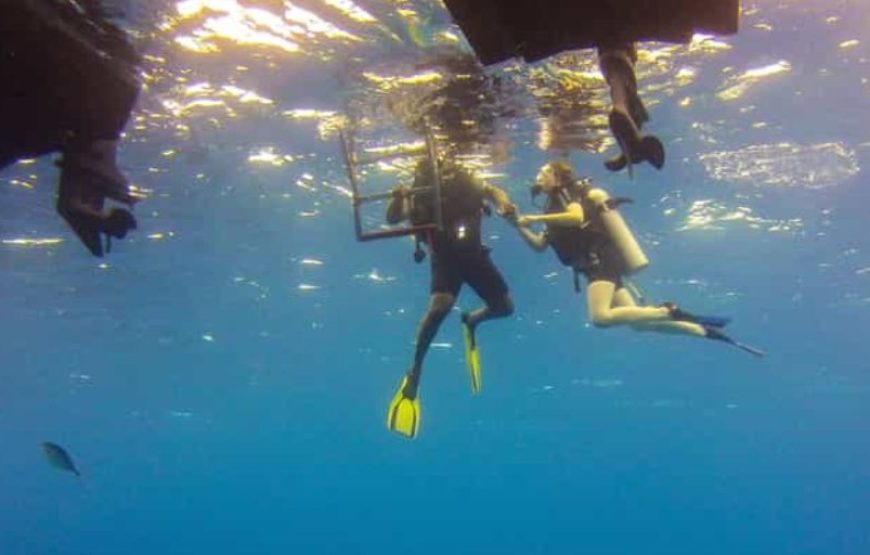 Catalina Diving
