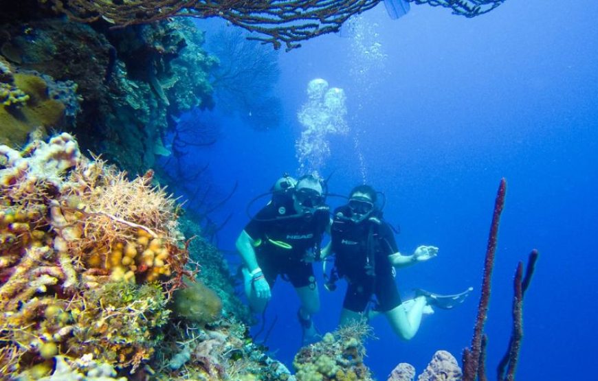 Catalina Diving