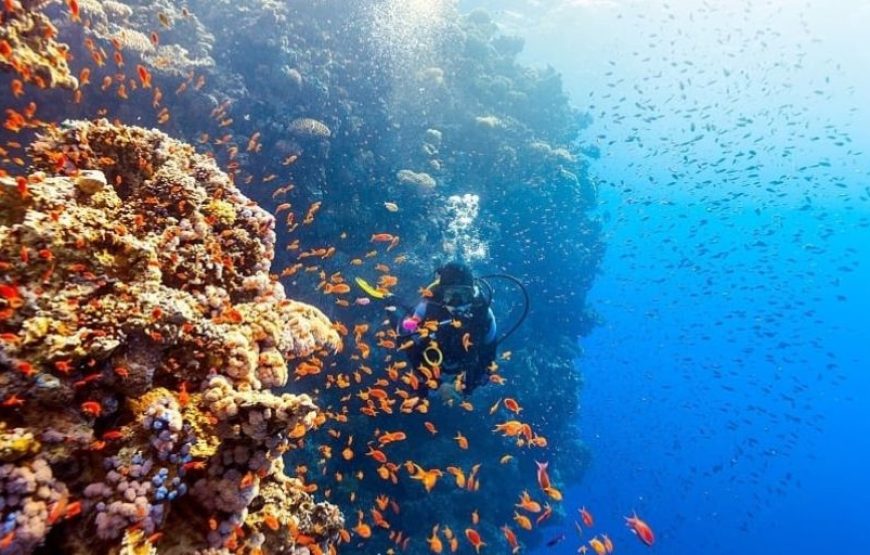 Catalina Diving