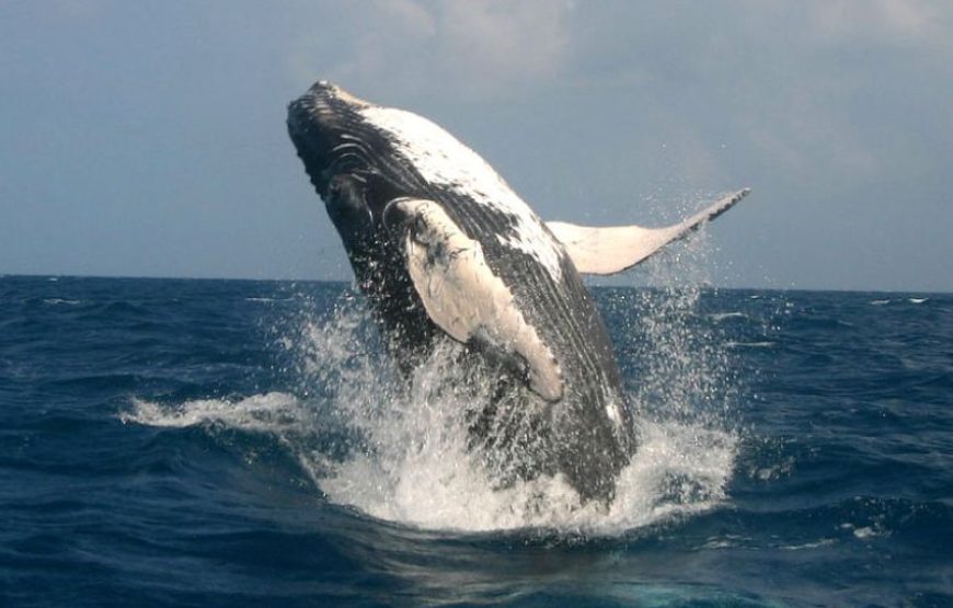Samana Whale Watching