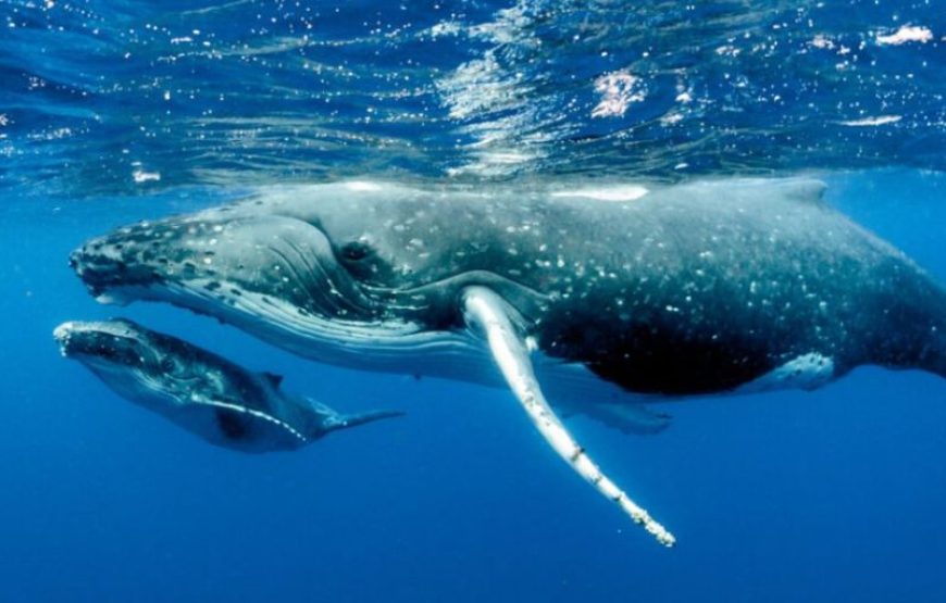Samana Whale Watching