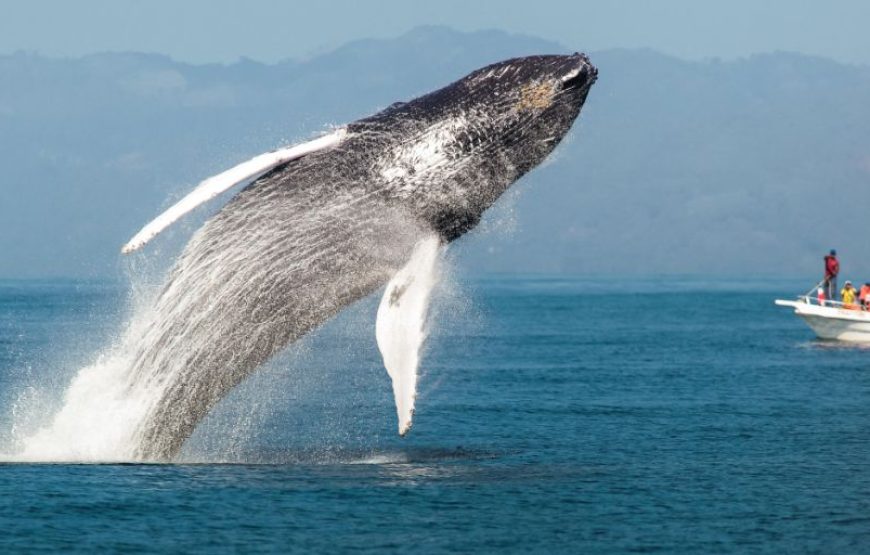 Samana Whale Watching