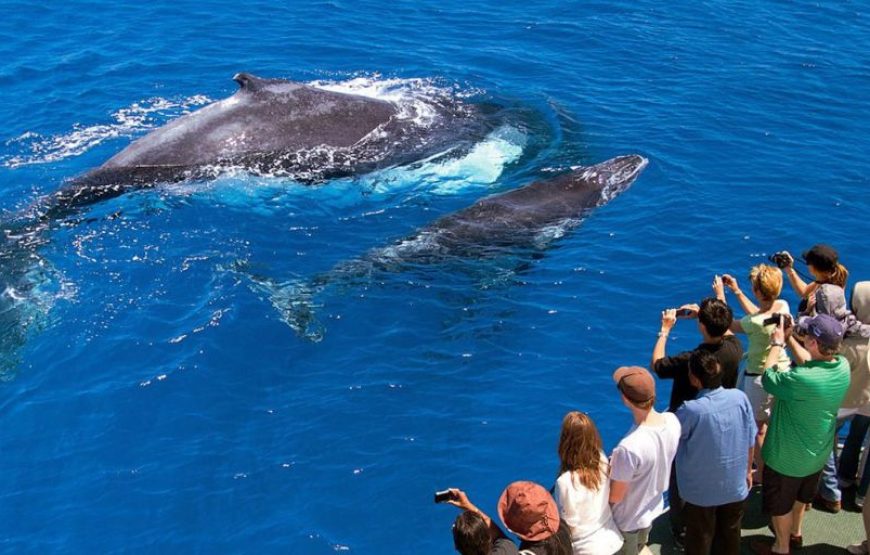 Samana Whale Watching