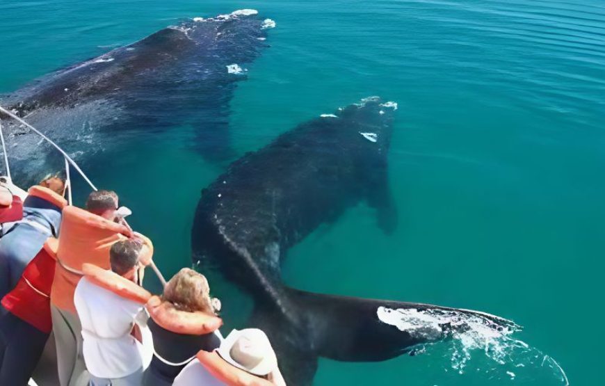 Samana Whale Watching